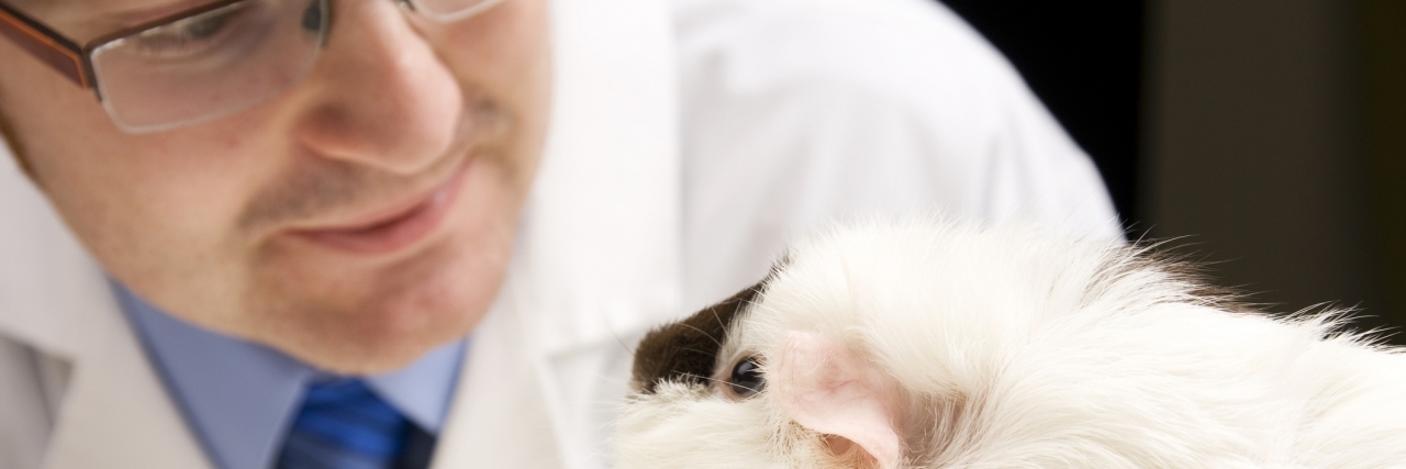 vetguineapig-1280x427